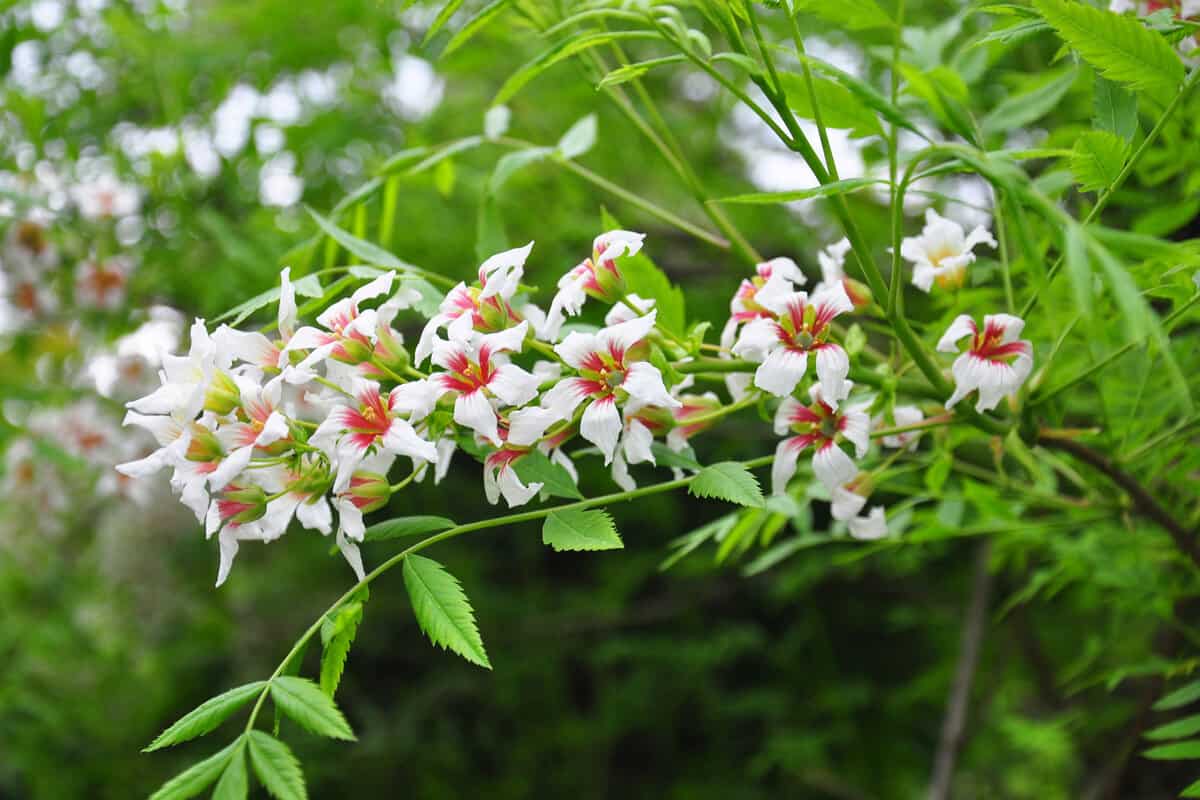 Chinese flowering chestnut (Xanthoceras sorbifolium)