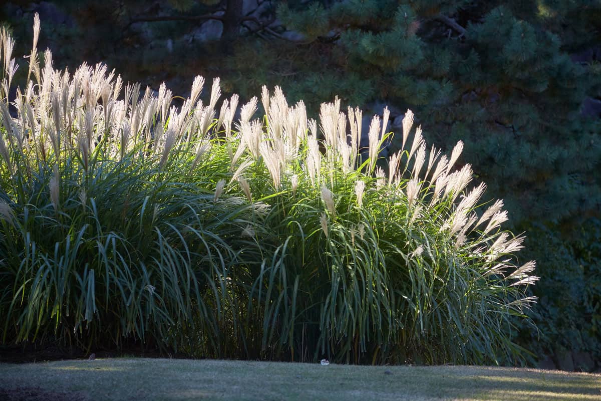 Chinese silver grass in tokyo japan