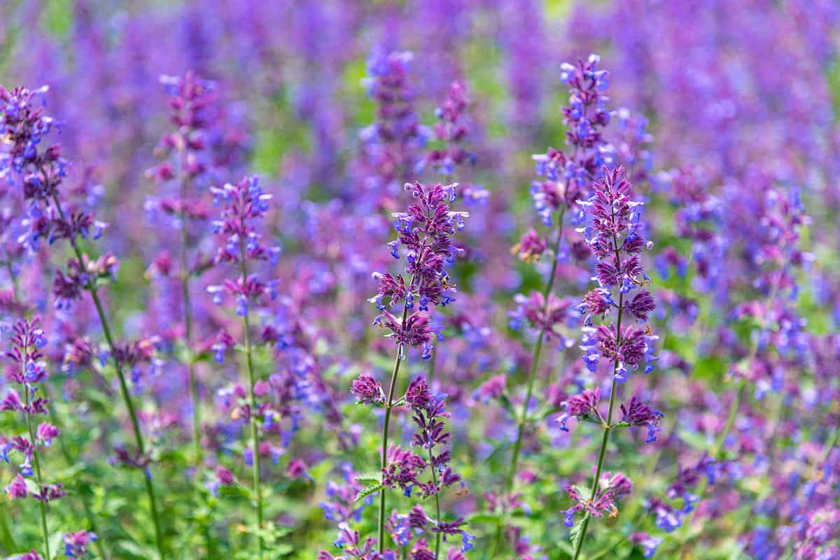 Close-up Catnip flowers field in summer sunny day with soft focus blur background