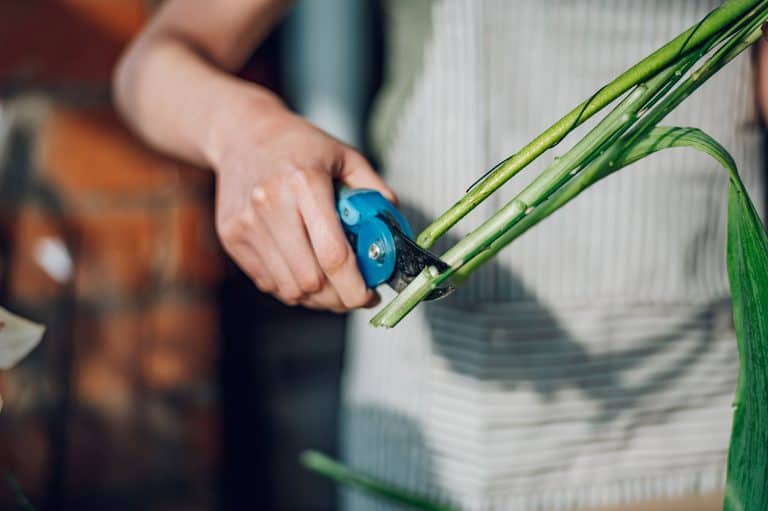 Close up of a florist working in a flower shop and cutting flower stem with pruning shears, Plant Cuttings Keep Dying - Why And What To Do?