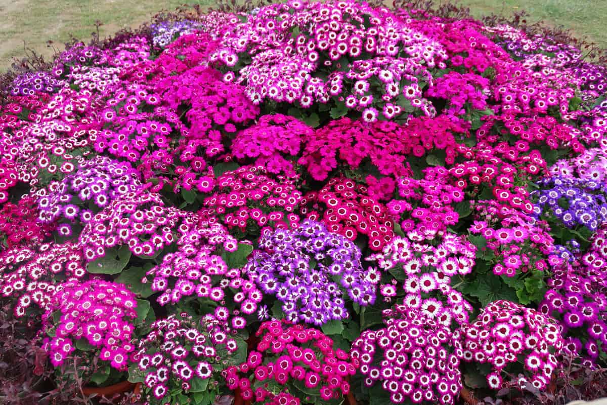 Close-up image of pink and purple cineraria flowers / daisy plants, flowering cinerarias daisies in garden plastic terracotta flower pots