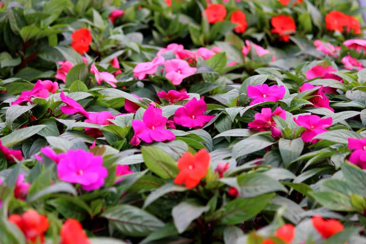  Close-up-image-of-the-pink-and-red-spring-flowers-of-Impatiens-Busy-Lizzie-a-flowering-annual-plant-used-for-colourful-summer-bedding-in-gardens