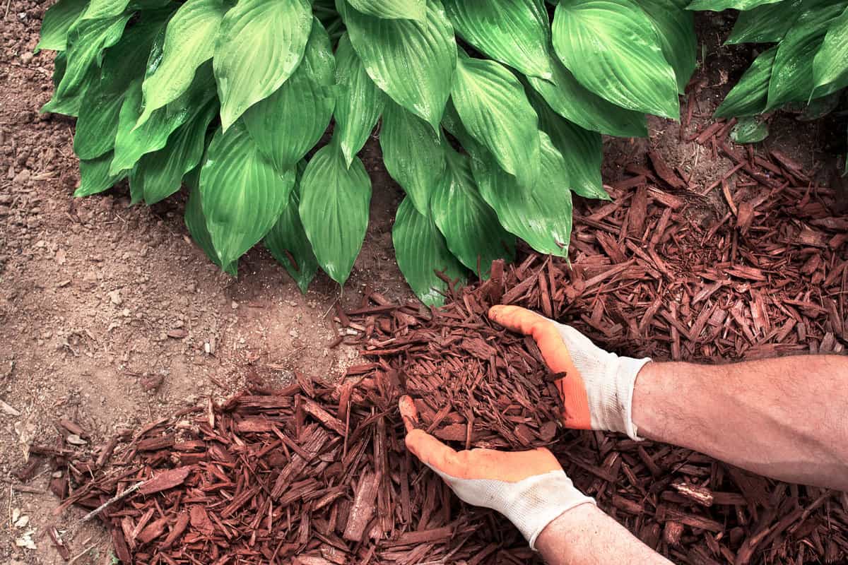 Close-up man wearing gardening gloves spreading brown mulch