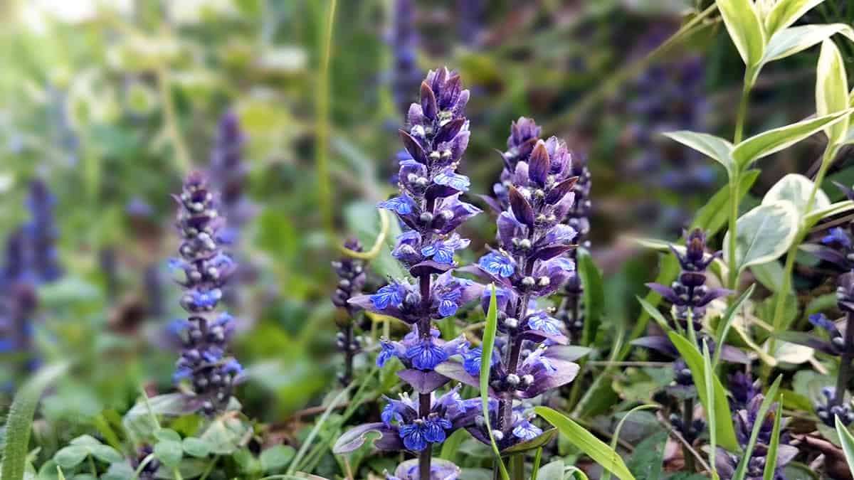 Close up of Bugleweed in the garden