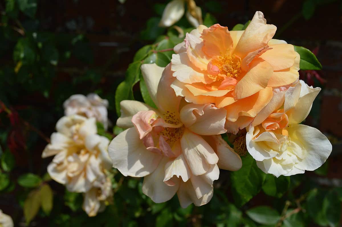 Close up of Rosa Crepuscule Noisette climbing rose seen in the garden in summer