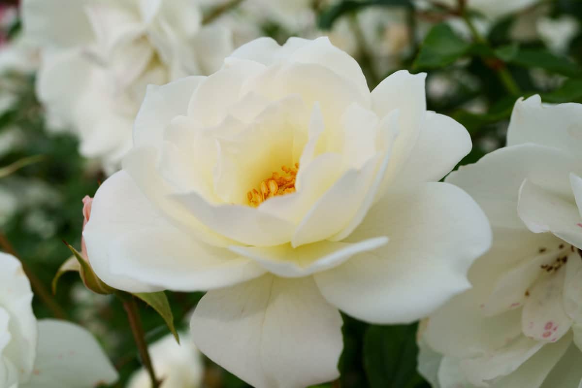 Close-up of a beautifully blooming rose named Iceberg