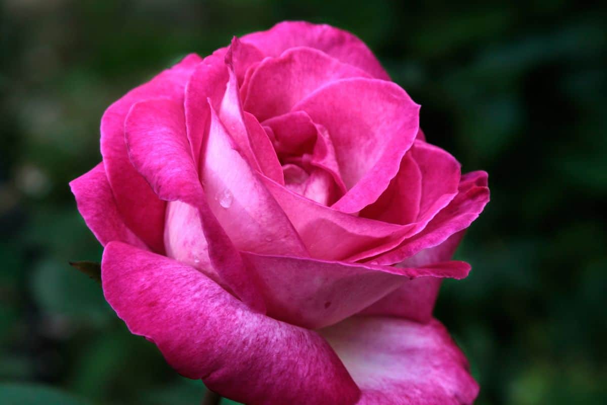 Close-up of a pink rose on a dark green background. High quality photo
