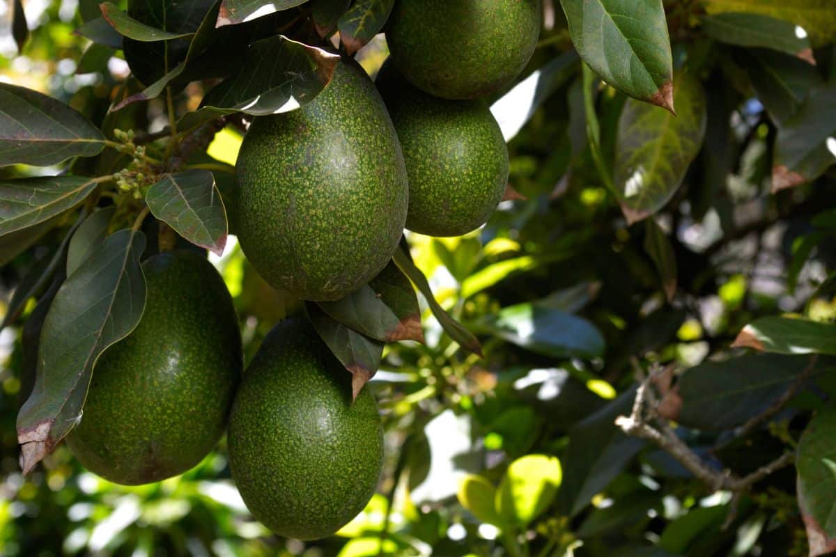"Close-up of a ripening avacados (Persea americana), growing on an avacado tree.Taken in Royal Oaks, California, USA.Please view related images below or click on the banner lightbox links to view additional images, from related categories."