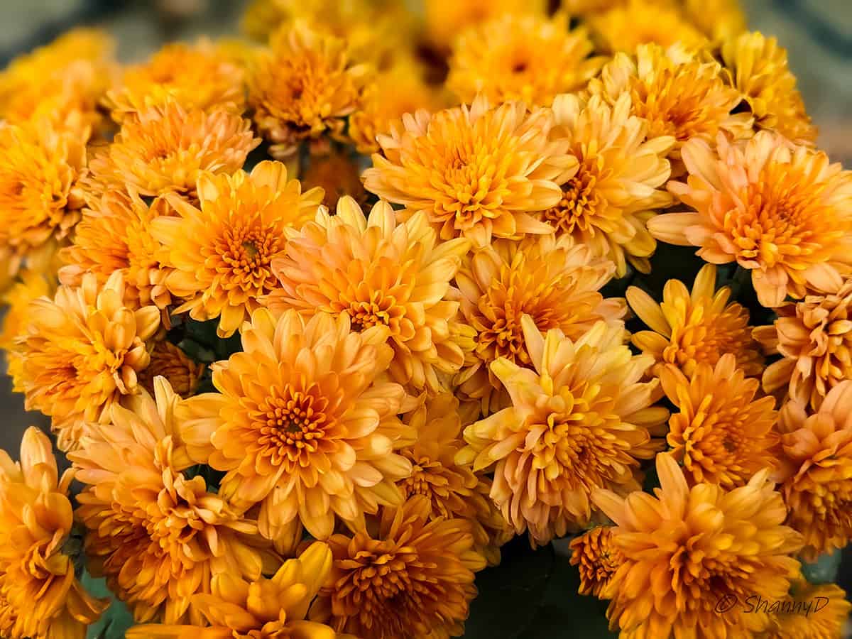 Close-up of fall yellow and orange Mums