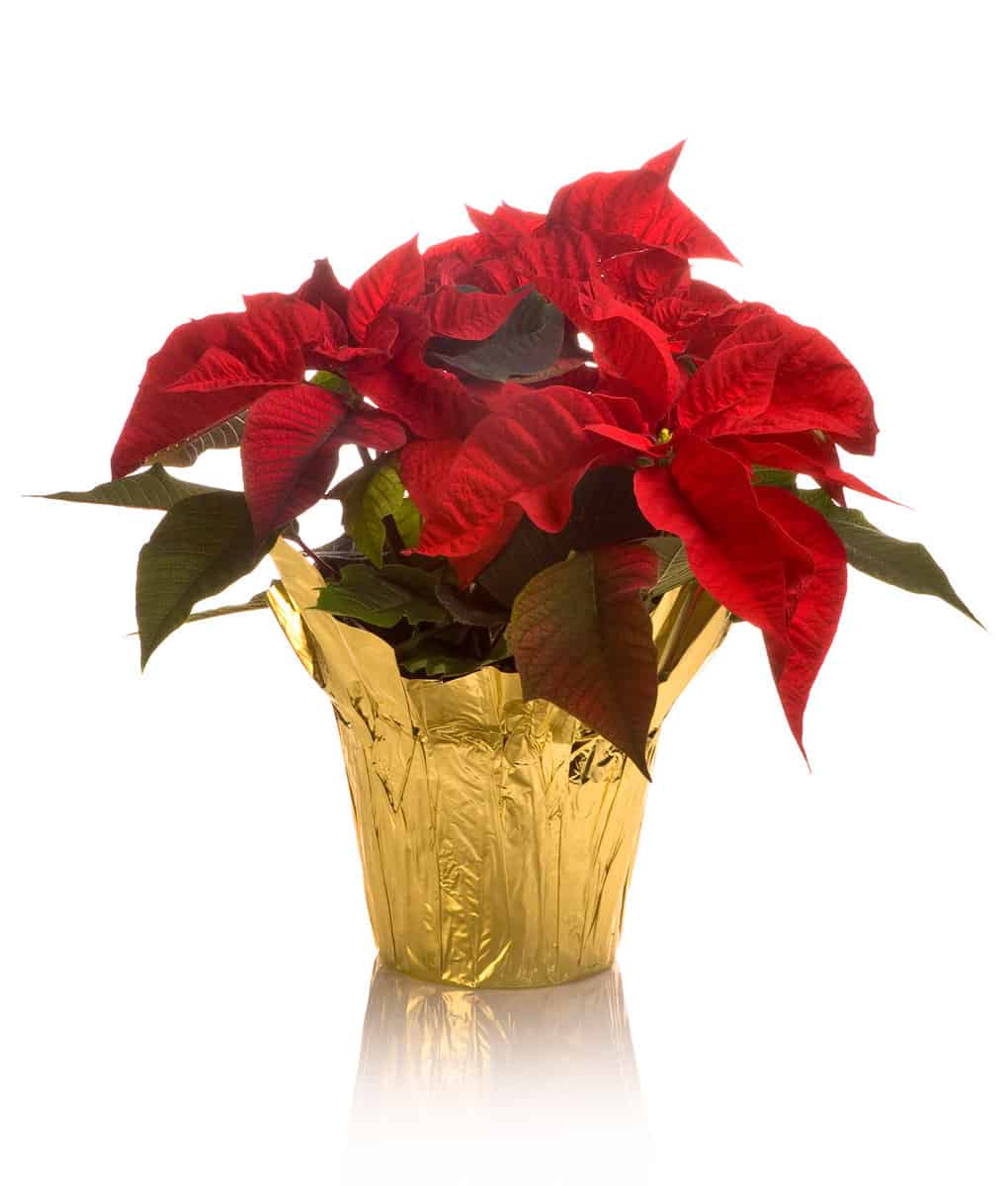 Close-up of full blossom poinsettia pot in golden wrap