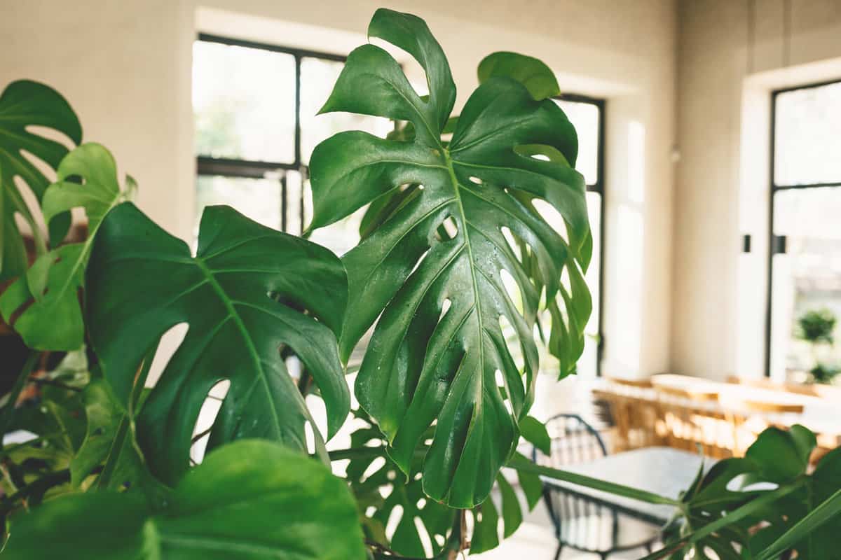 Close up of leaves of monstera plant. Room interior decoration.