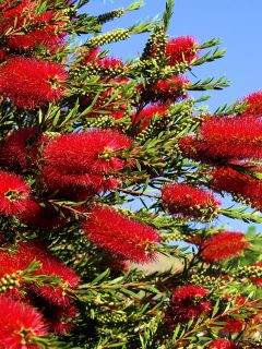 Close up of red bottle brush flower, 11 Red Flowering Trees And Shrubs
