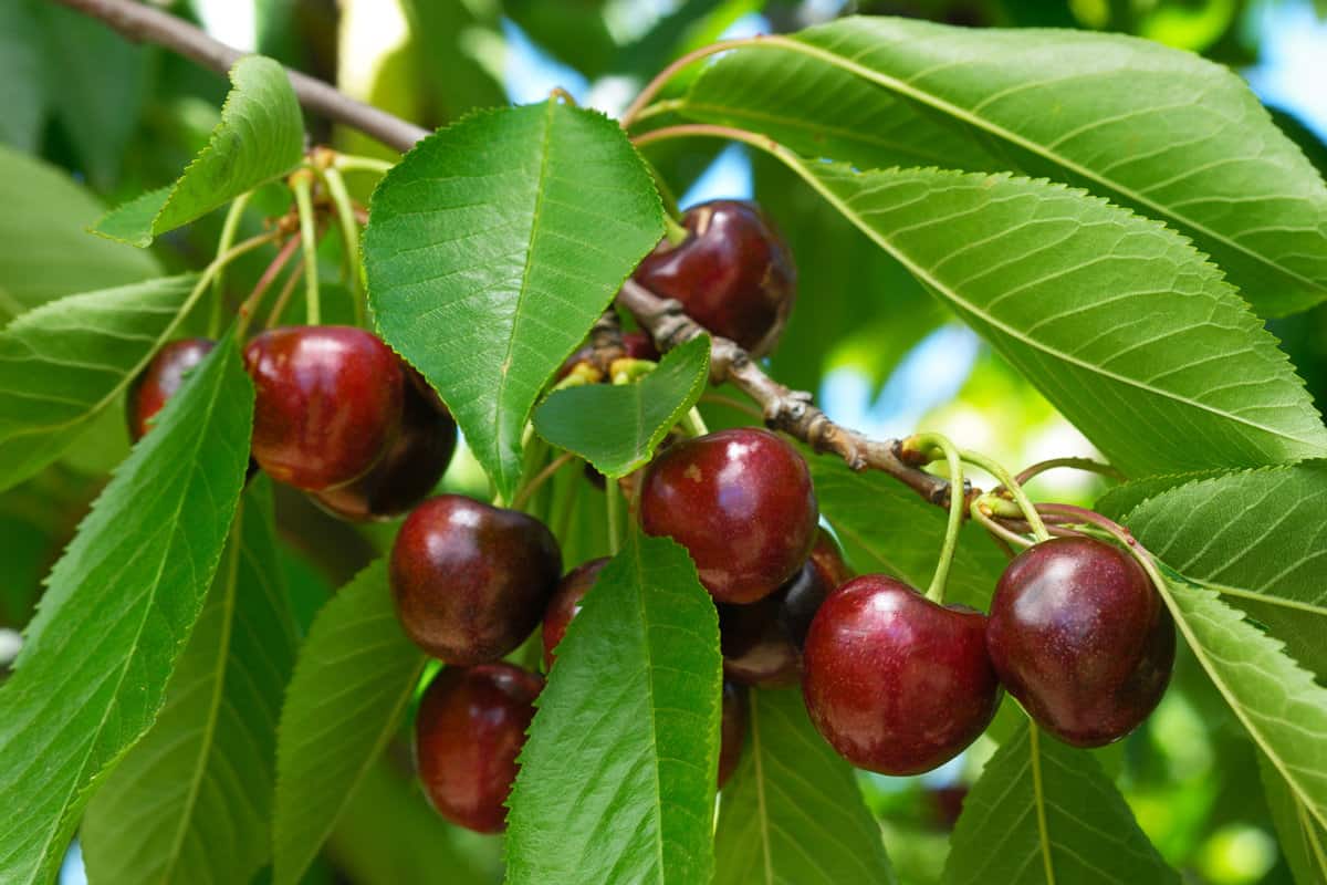 Close-up of ripening bing cherries (Prunus avium) on fruit tree.