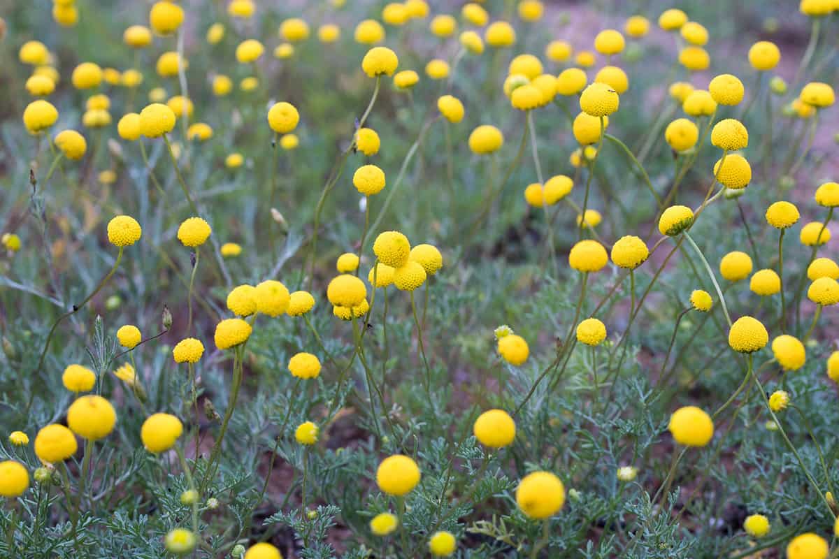 Close up of the Brass Buttons plant with green leaves and bright yellow round flower tops