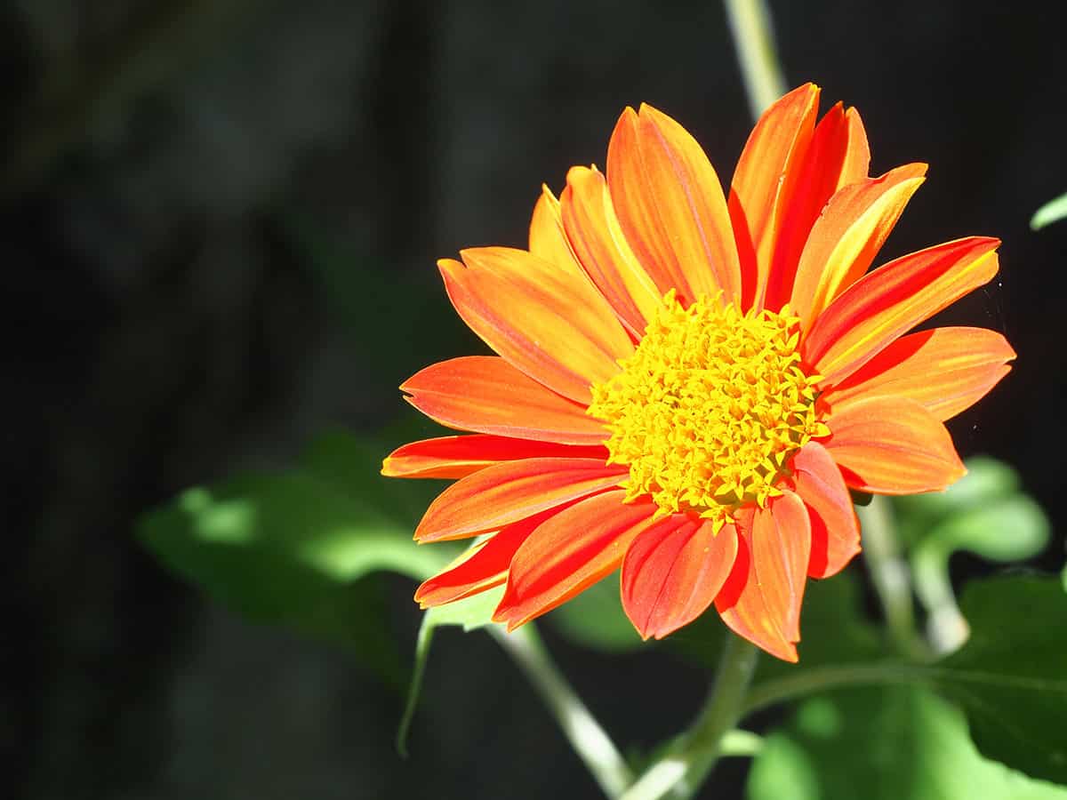 Close up view of Mexican sunflower with petals in fiery colors