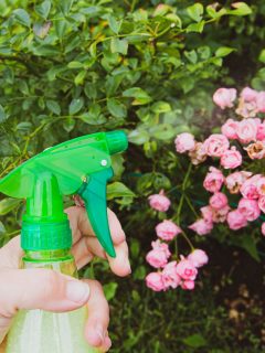 Close up view of person using homemade insecticidal insect spray in home garden to protect roses from insects - 15 Best Non-Detergent Soaps For Plants