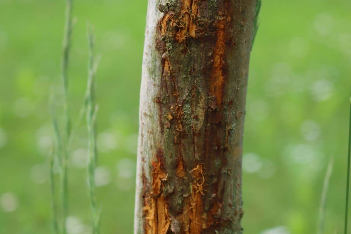 Closeup of a sun scald damage on a tree trunk