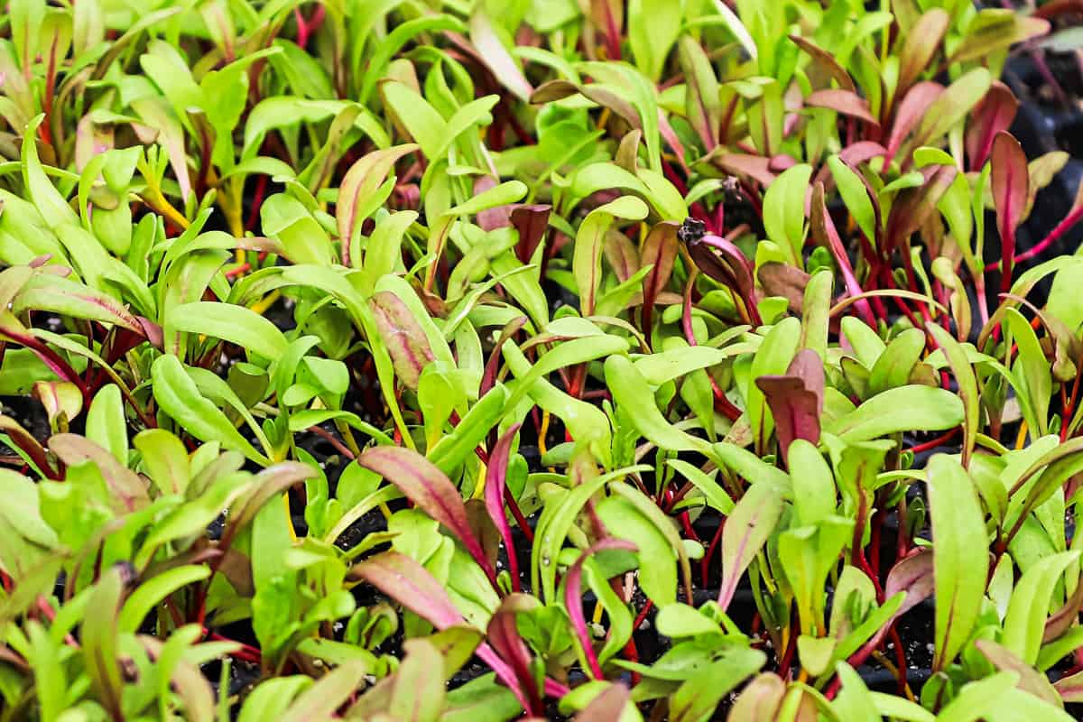 Closeup of colorful swiss chard microgreens sprouting.