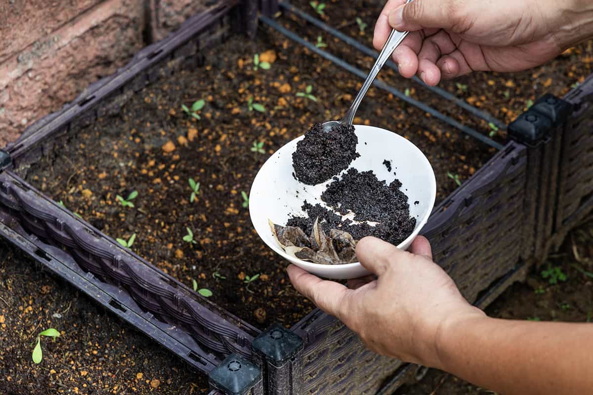 Coffee grounds being added to baby vegetables plant as natural organic fertilizer rich in nitrogen for growth
