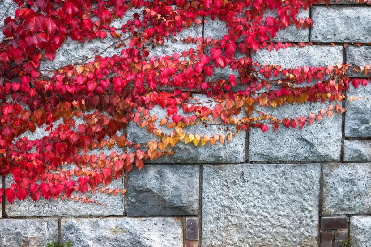 Colorful autumn background Virginia creeper plant in autumn (red) colors.