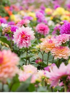 Colorful dahlia flower. - When To Cut Back Dahlias (And How To Do That)?