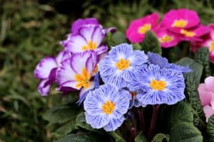 A colorful primrose flower in the garden, Why Is My Primrose Dying? [And What To Do]