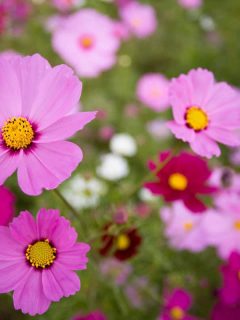a blooming Garden Cosmos pink Blush - 14 Great Annuals for Zone 5B