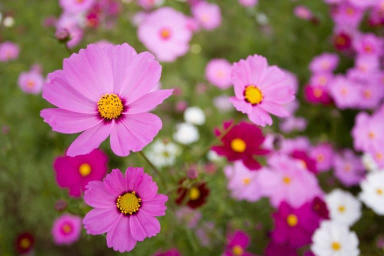 a blooming Garden Cosmos pink Blush - 14 Great Annuals for Zone 5B