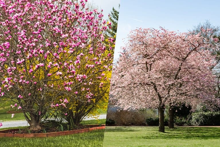 A comparison between magnolia bush and tree, Magnolia Bush Vs Tree: How To Shape Yours