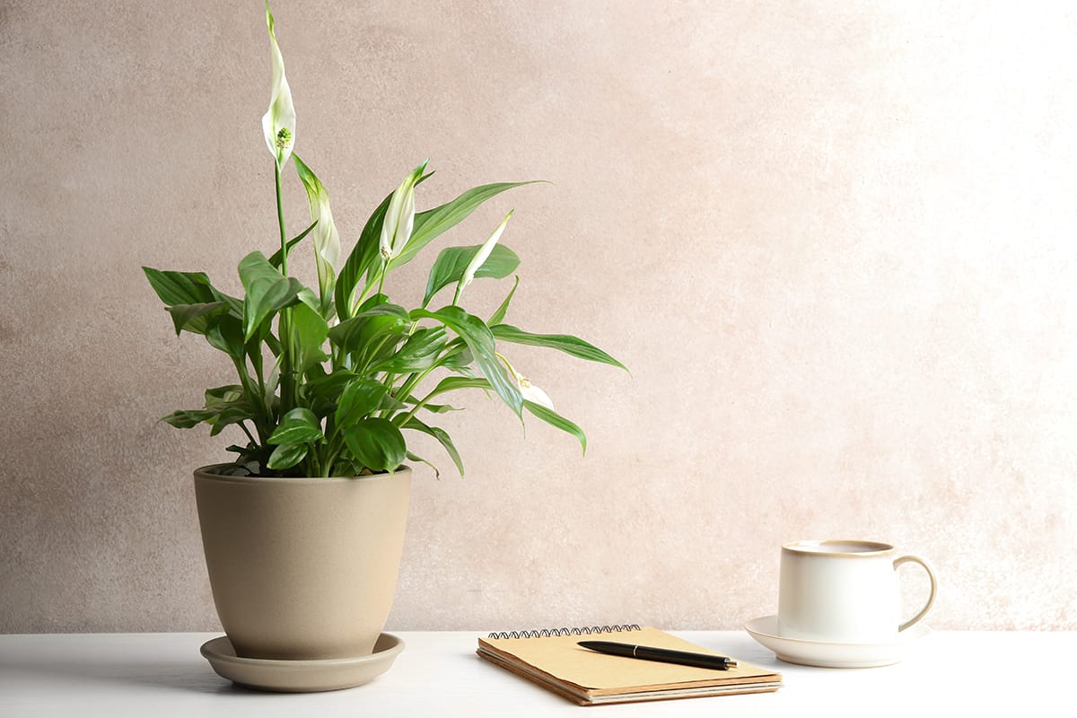 Composition with peace lily