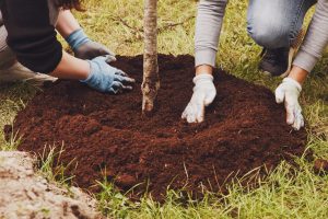 A couple is currently planting tree saplings in the ground, How Deep Should A Fruit Tree Be Planted?