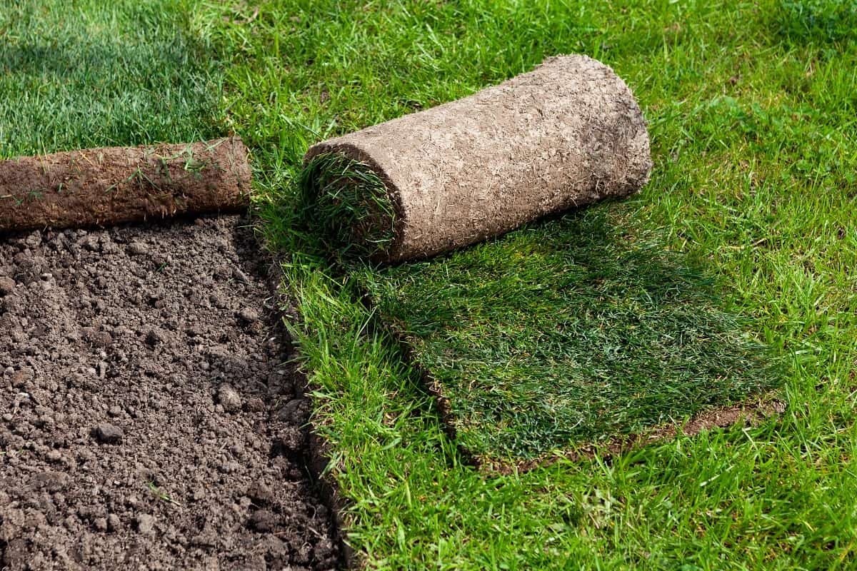 Covering the Soil - Restoration of a lawn covering with the help of a rolled lawn.