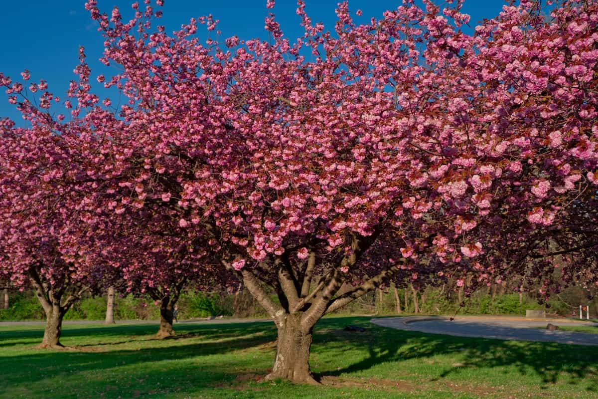 Crabapple (Malus Hybrida) - pink crabapple tree bloom in April