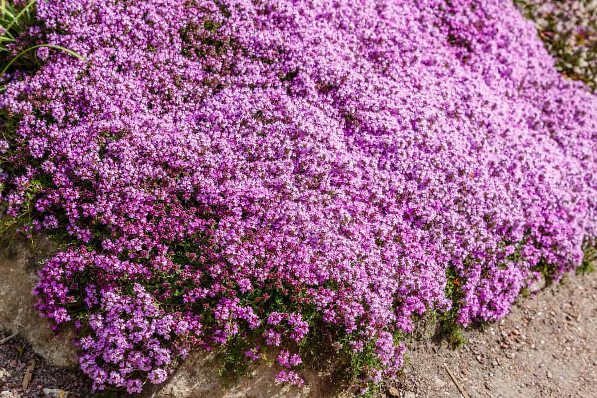 Creeping thyme (thymus serpyllum) is a beautiful perennial plant for the rock garden