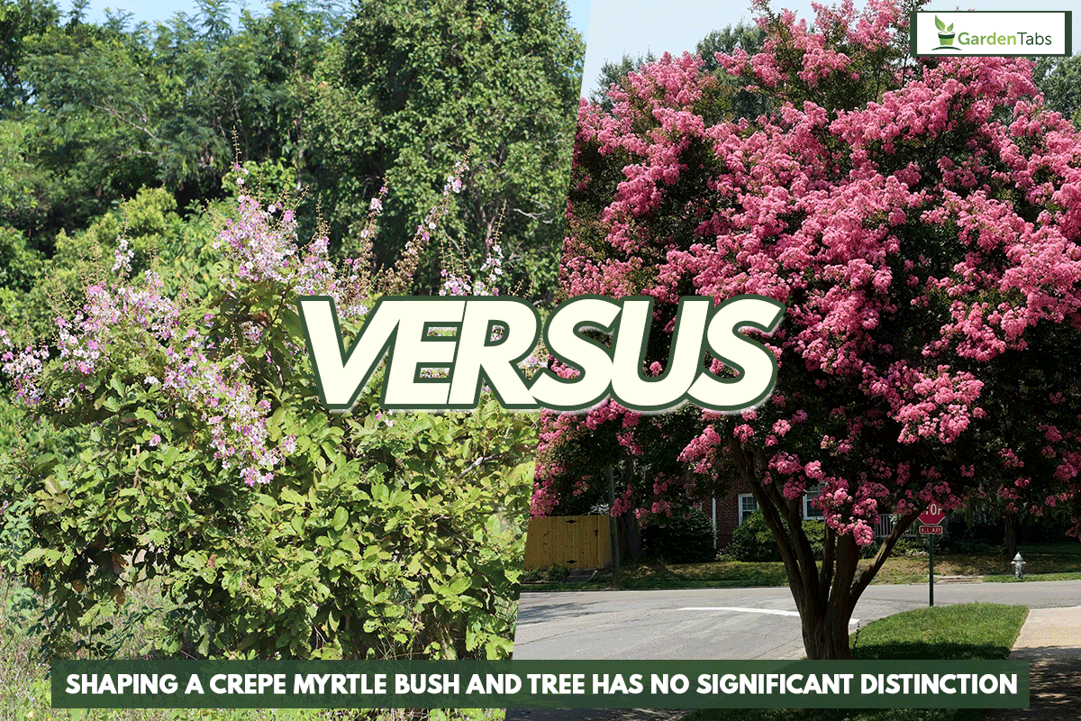 Comparison between crepe myrtle bush and tree, Crepe Myrtle Bush Vs Tree: How To Shape Yours