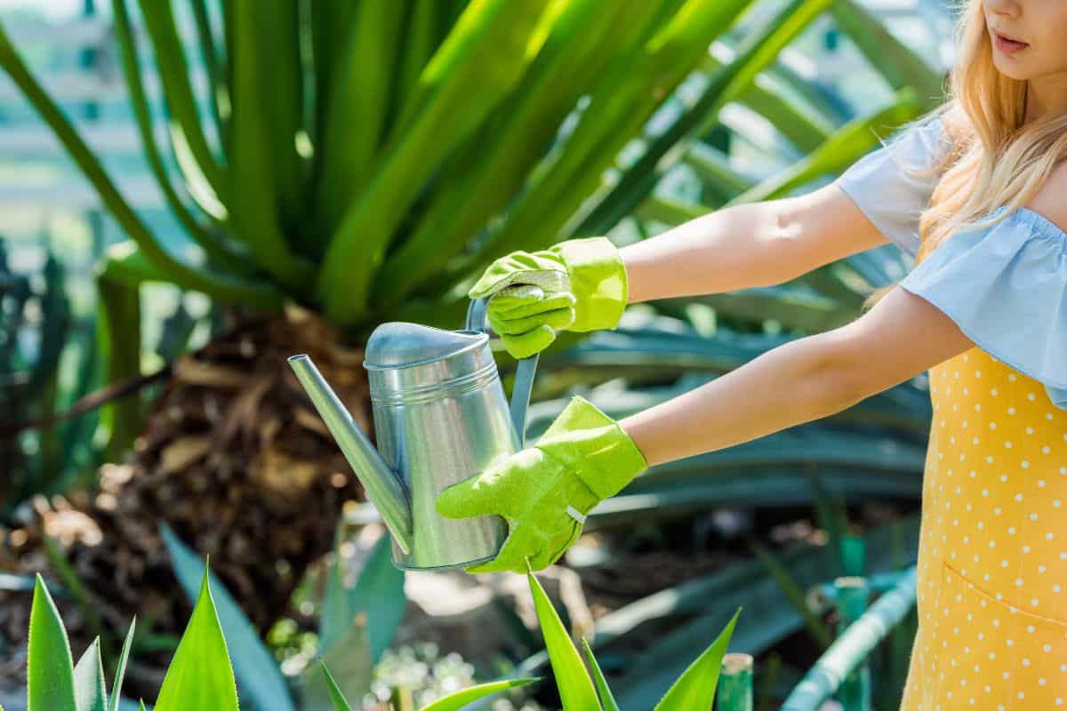 Cropped shot of young woman in rubber gloves watering plants in