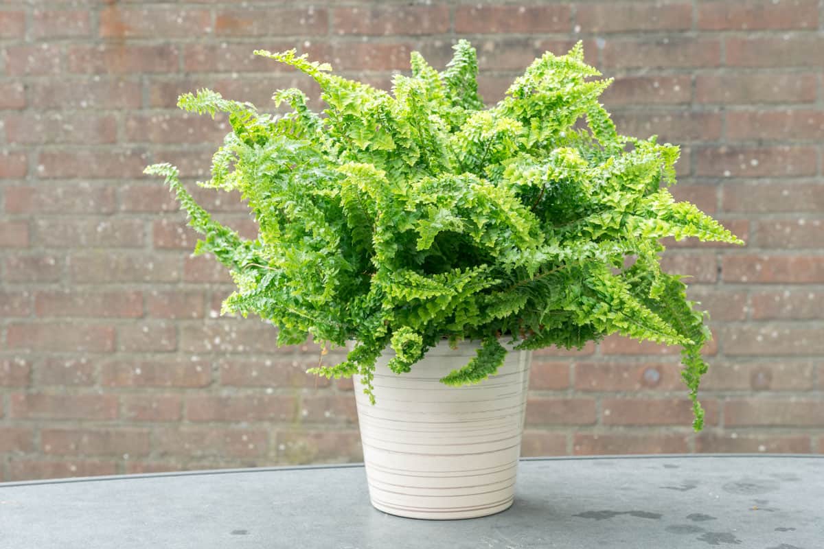 Curly fern in a white pot