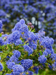 Decorative ceanothus tree growing in garden. A close up of blooming Ceanothus flowers. Bees feeding and collecting nectar on flower.Blue flowers blooming in spring.Ceanothus Dark Star.California lilac - What To Plant With California Lilac [11 Companion Plants To Consider]