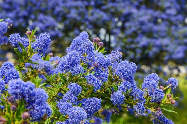 Decorative ceanothus tree growing in garden. A close up of blooming Ceanothus flowers. Bees feeding and collecting nectar on flower.Blue flowers blooming in spring.Ceanothus Dark Star.California lilac - What To Plant With California Lilac [11 Companion Plants To Consider]