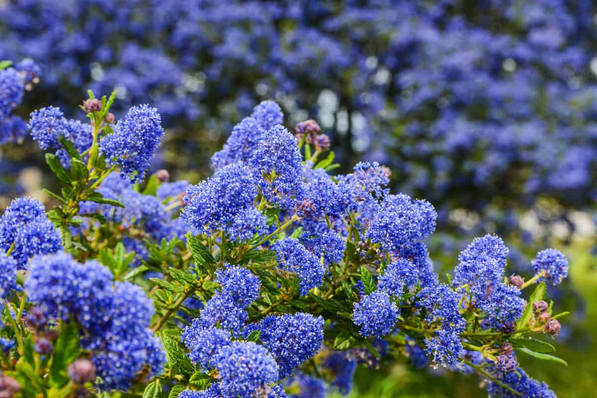 Decorative ceanothus tree growing in garden. A close up of blooming Ceanothus flowers. Bees feeding and collecting nectar on flower.Blue flowers blooming in spring.Ceanothus Dark Star.California lilac