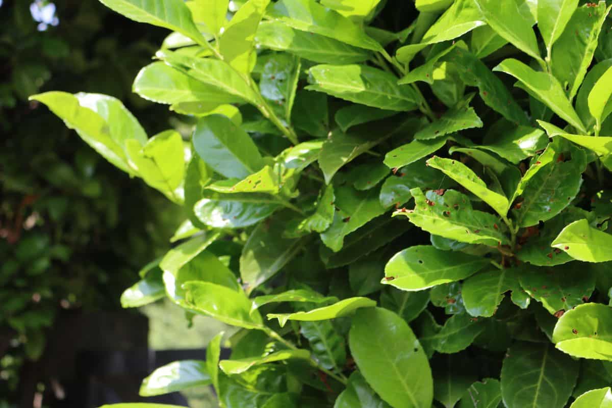 Damaged green leaves of Cherry laurel hedge . Prunus laurocerasus hedge with holes and brown spots on leaves on a sunny day — Photo