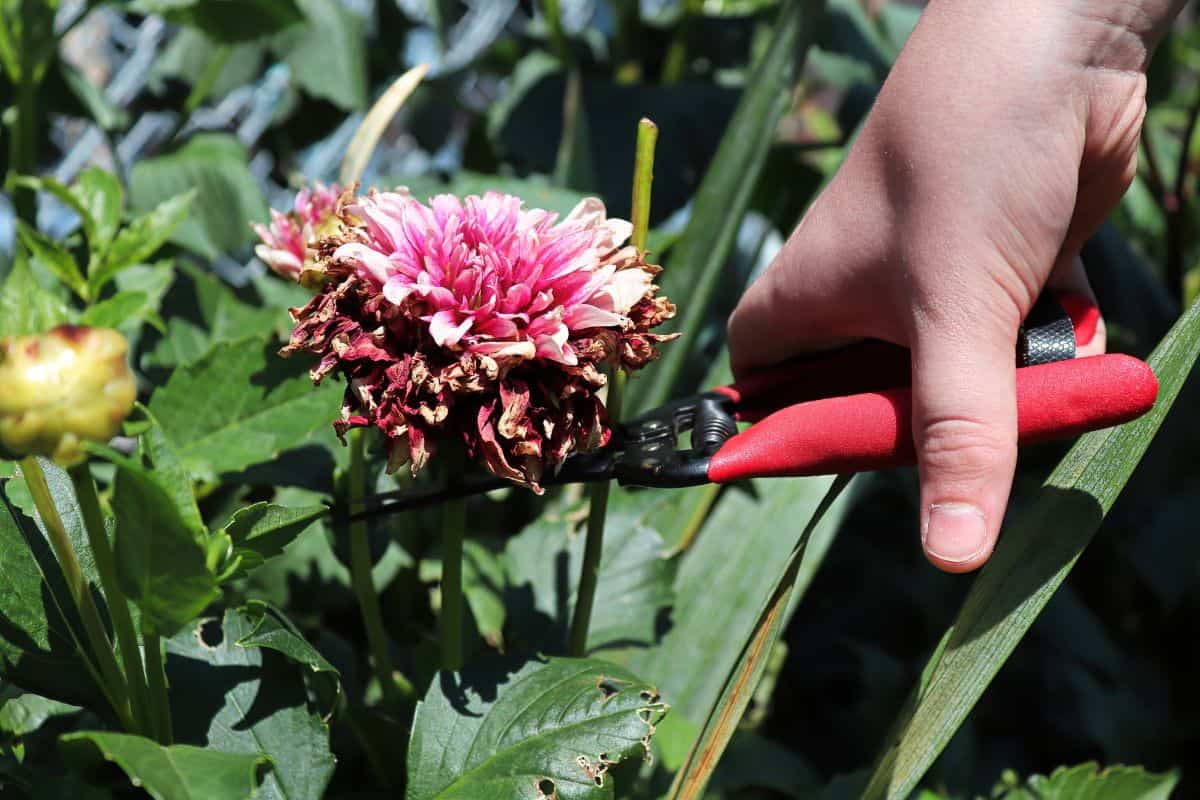 Deadheading and clipping back spent dahlia flowers.