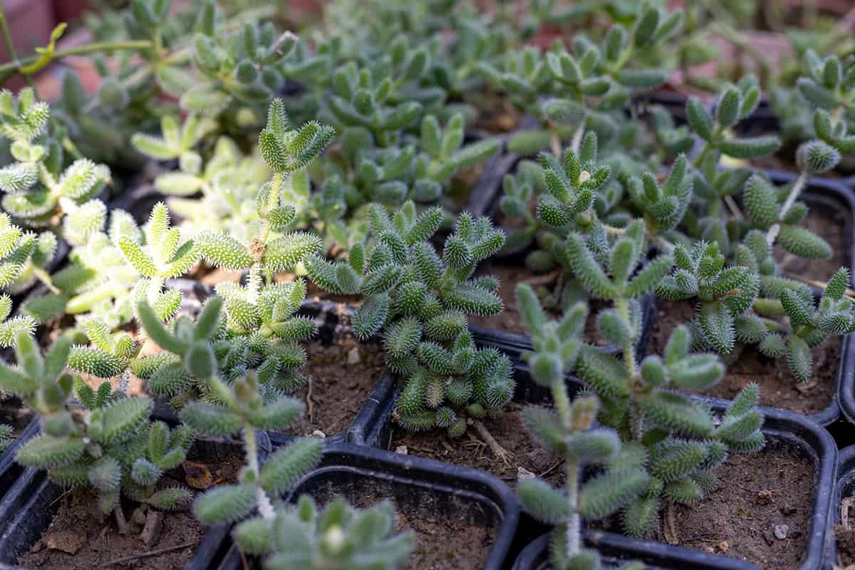 Delosperma echinatum seedlings in small pots