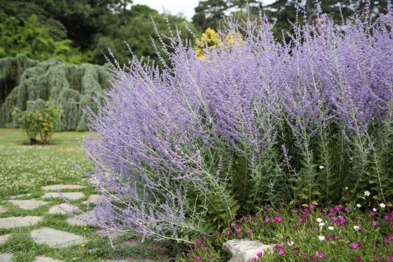 Bushes of lavender in landscape design. Lavender in the garden. The aromatic French Provence lavender grows surrounded by white stones and pebbles in the courtyard of the house. - 16 Zone 6 Perennials That Are Full Sun And Drought Tolerant