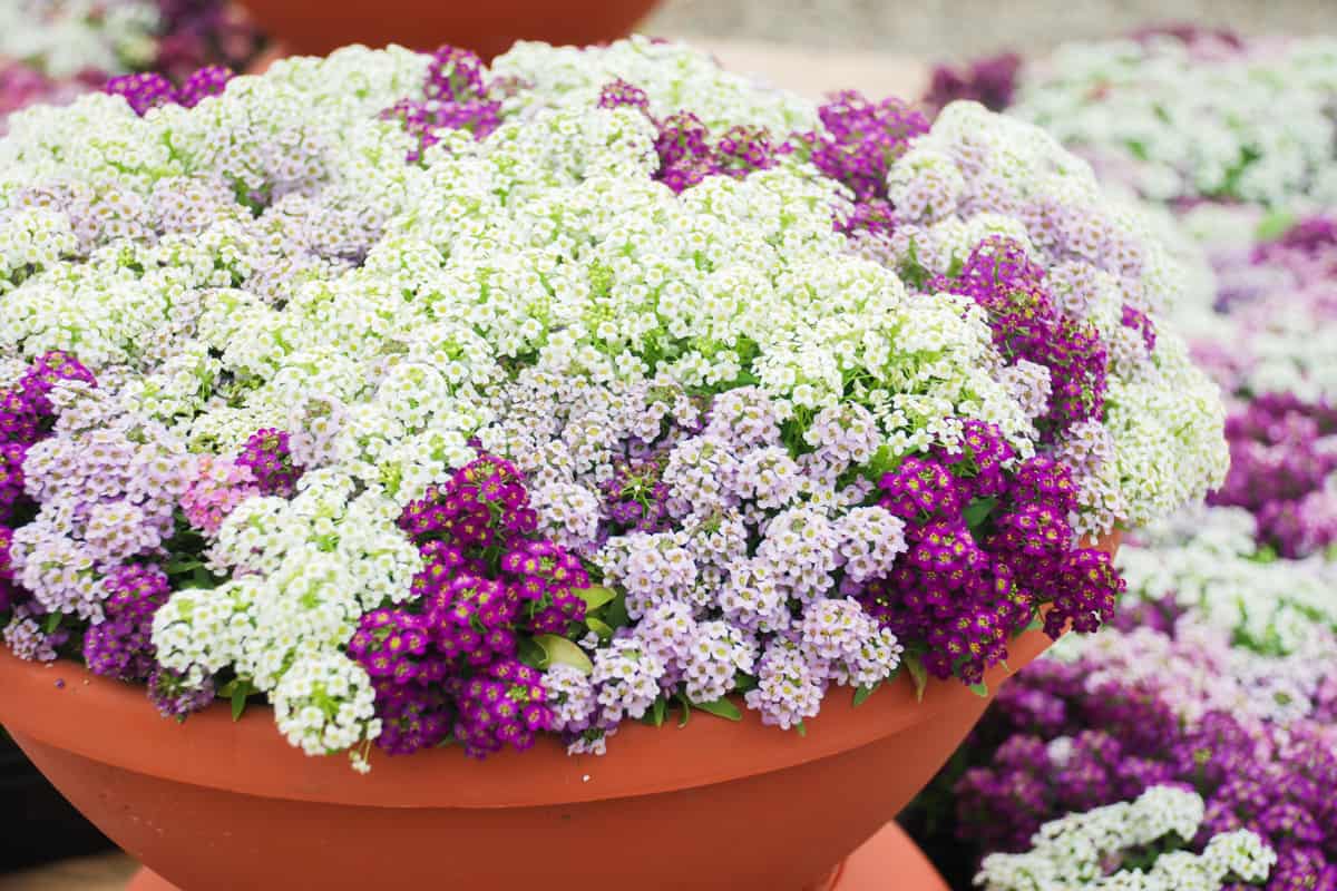 Different colors of Alyssum flowers planted in clay pots