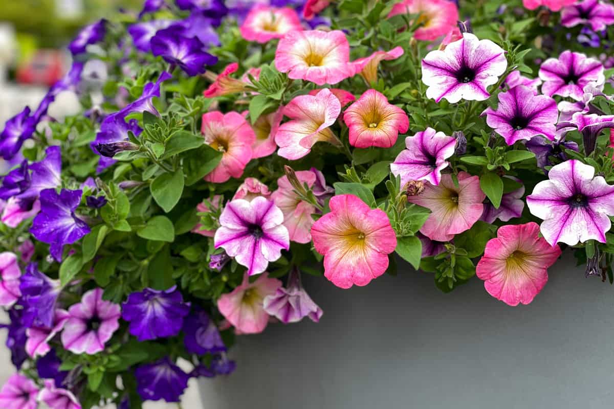 Different colors of bright blooming Petunias at the garden