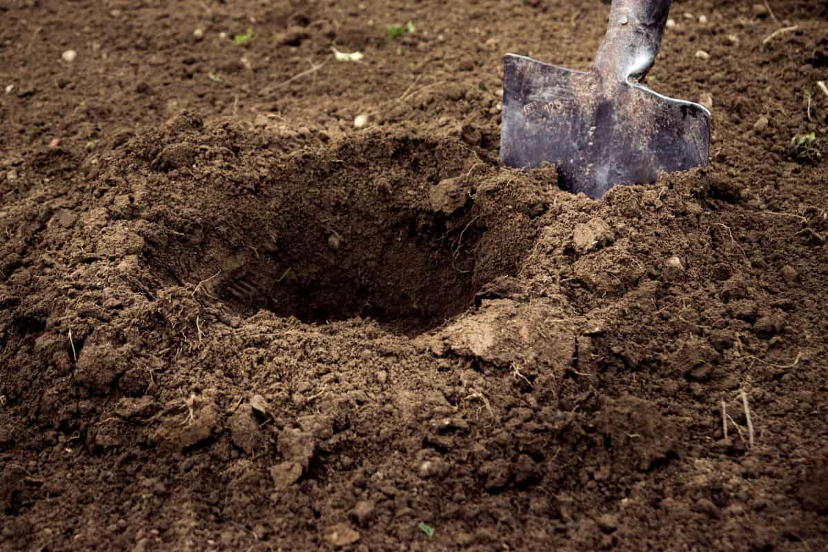 Dig a hole. Planting or searching.