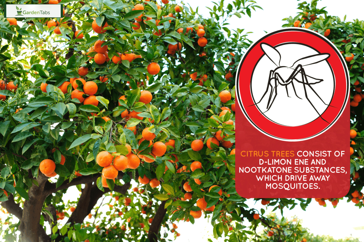 citrus tree full of fruits, orange colored fruits, healthy citrus tree, Do Citrus Trees Repel Mosquitoes?