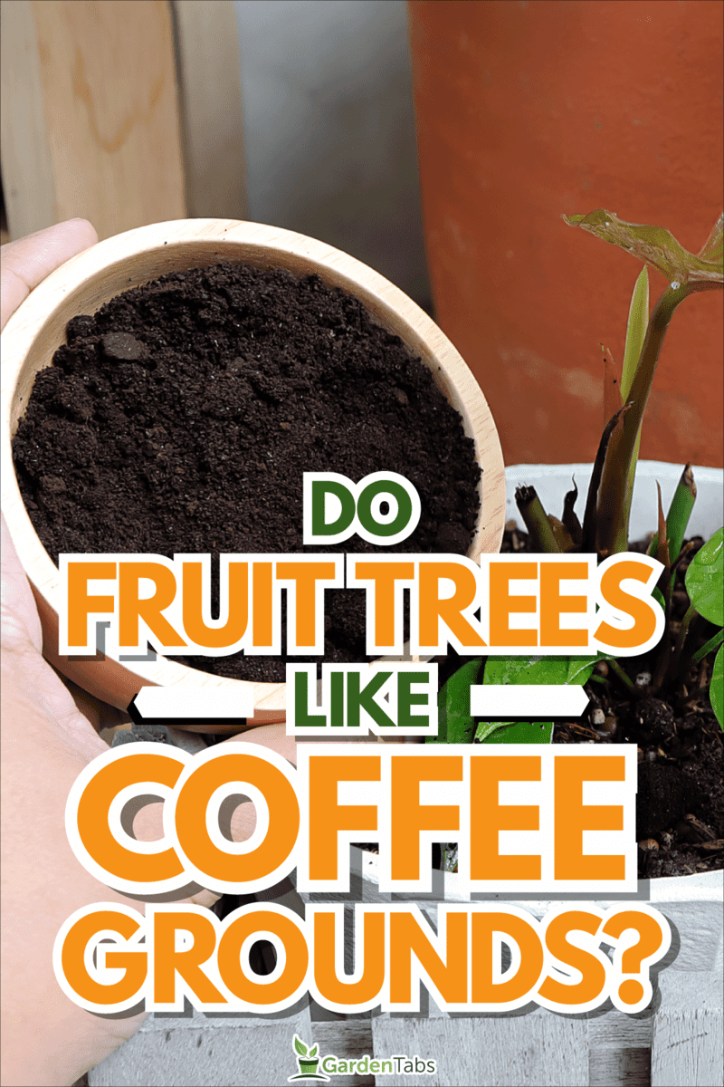 Coffee residue is applied to the tree and is a natural fertilizer, Do Fruit Trees Like Coffee Grounds?