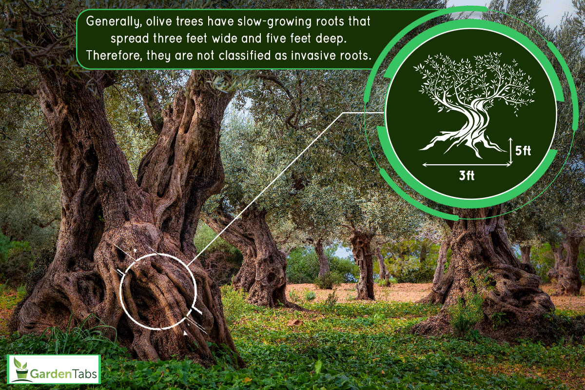 A very old olive orchard in Serra de Tramuntana, Does Olive Tree Have Invasive Roots?